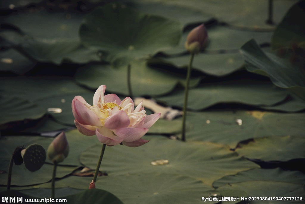 美丽的荷花