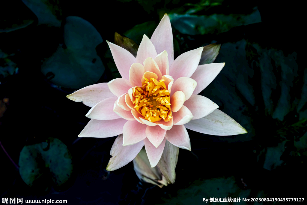 荷花