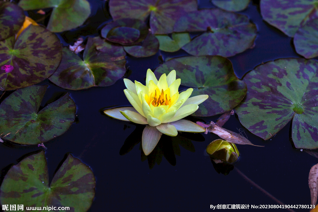 荷花