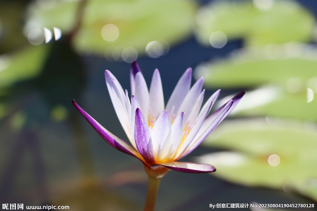 荷花
