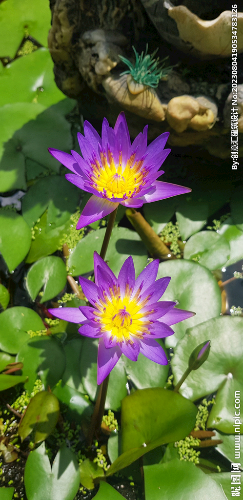 荷花
