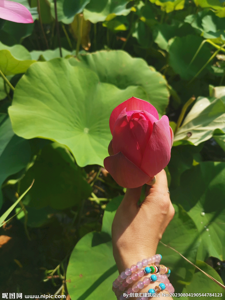 荷花