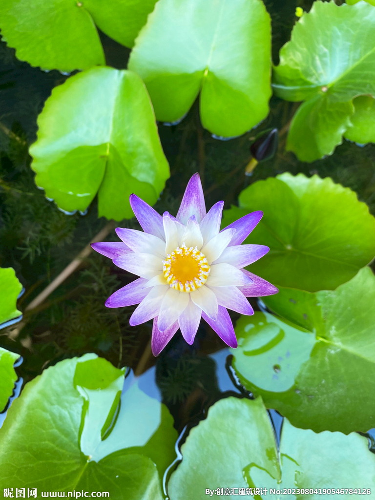 荷花