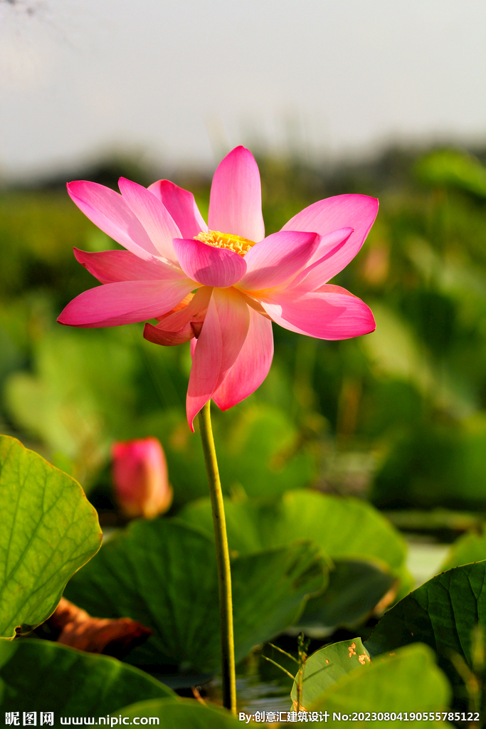 荷花