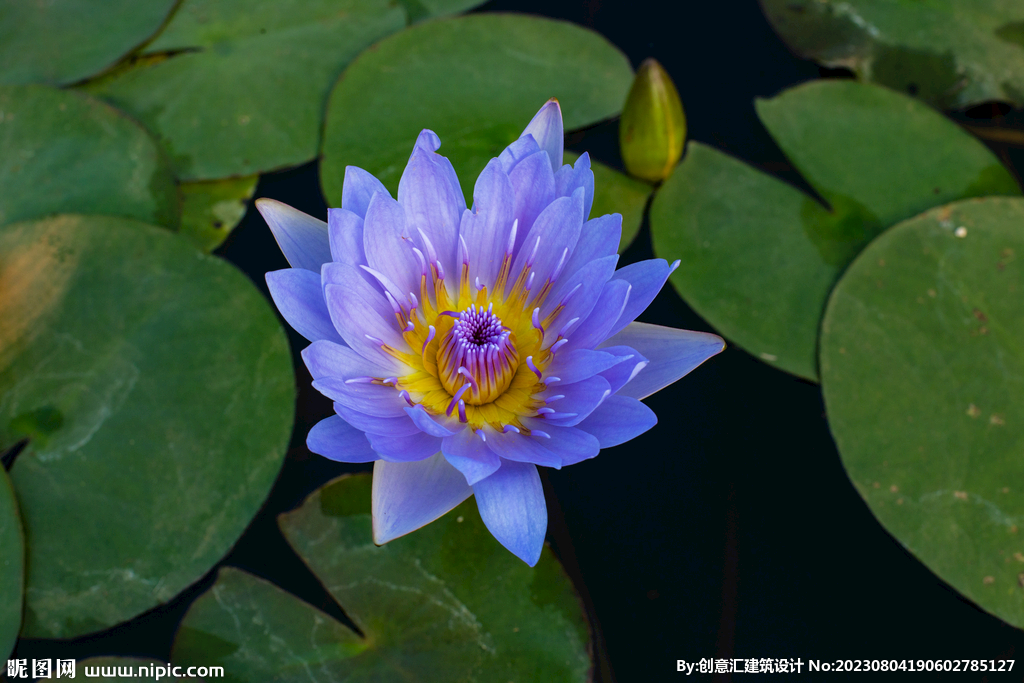 荷花