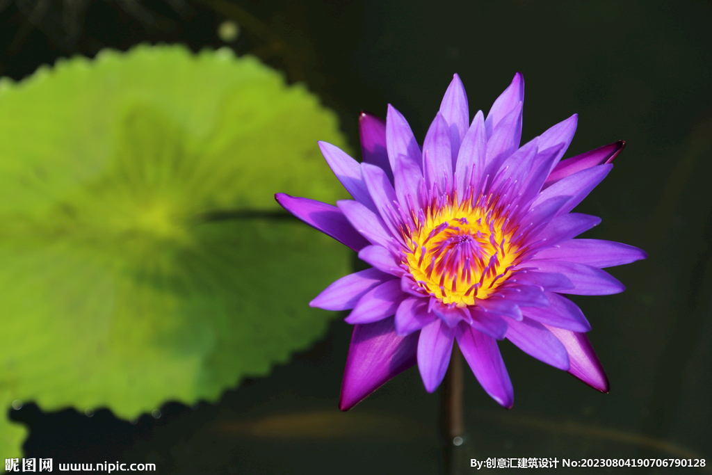 荷花
