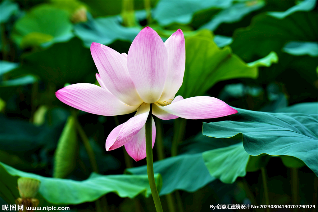 荷花