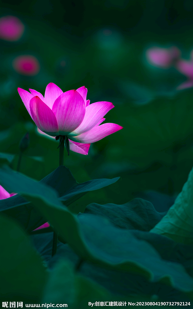 荷花