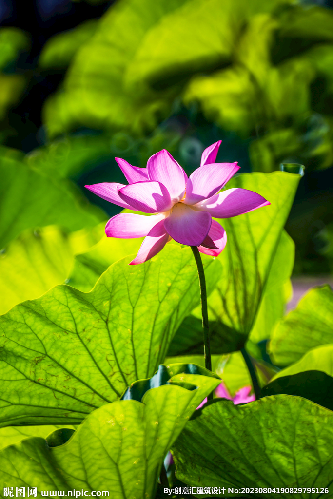 荷花