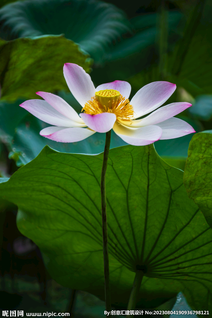 荷花