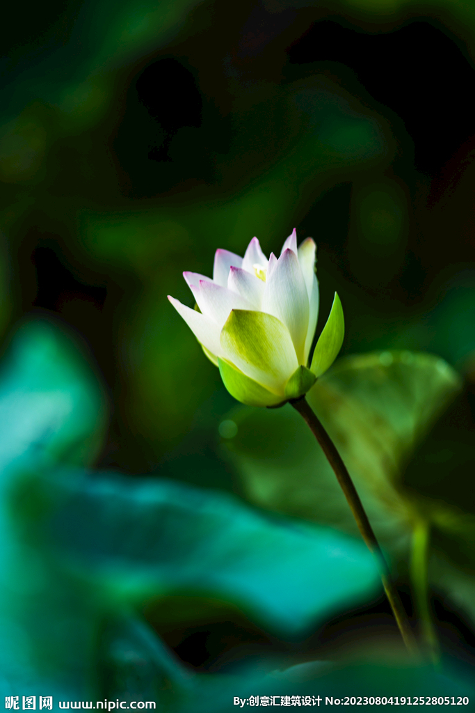 荷花