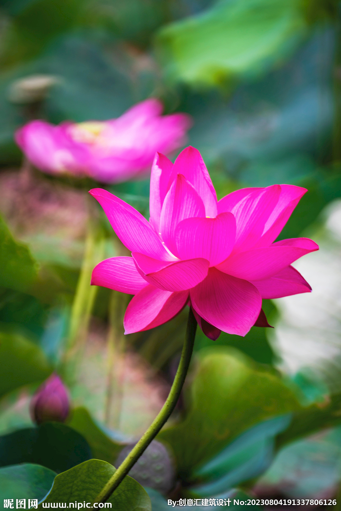荷花
