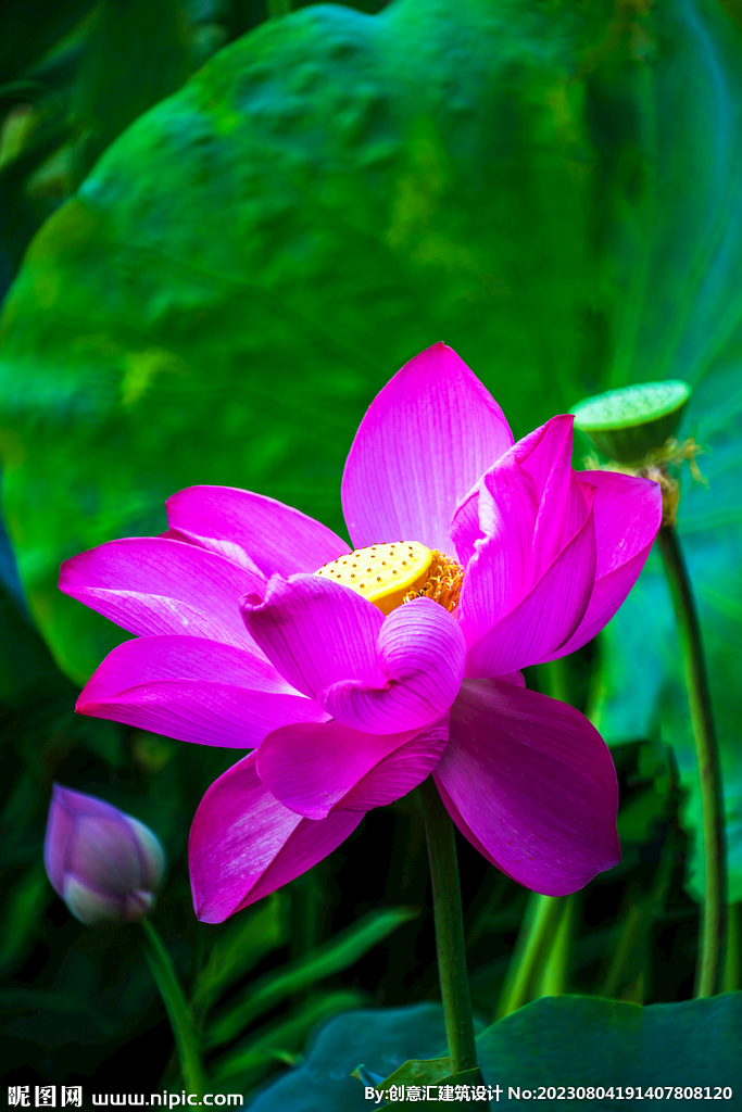 荷花