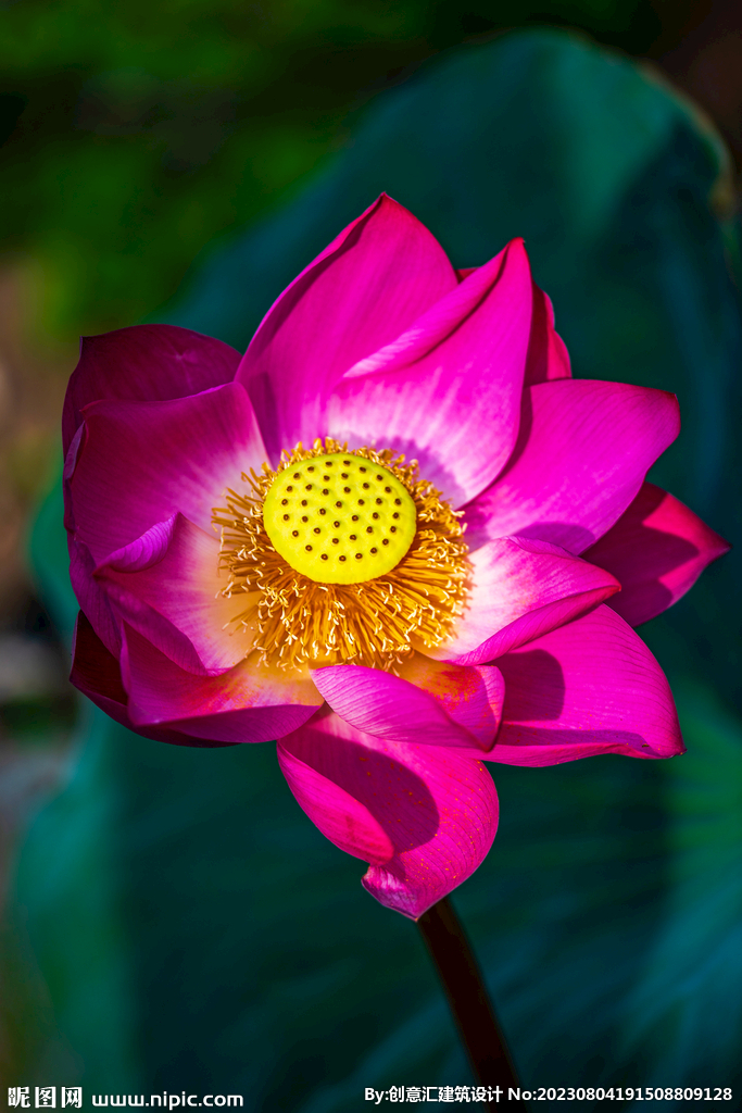 荷花