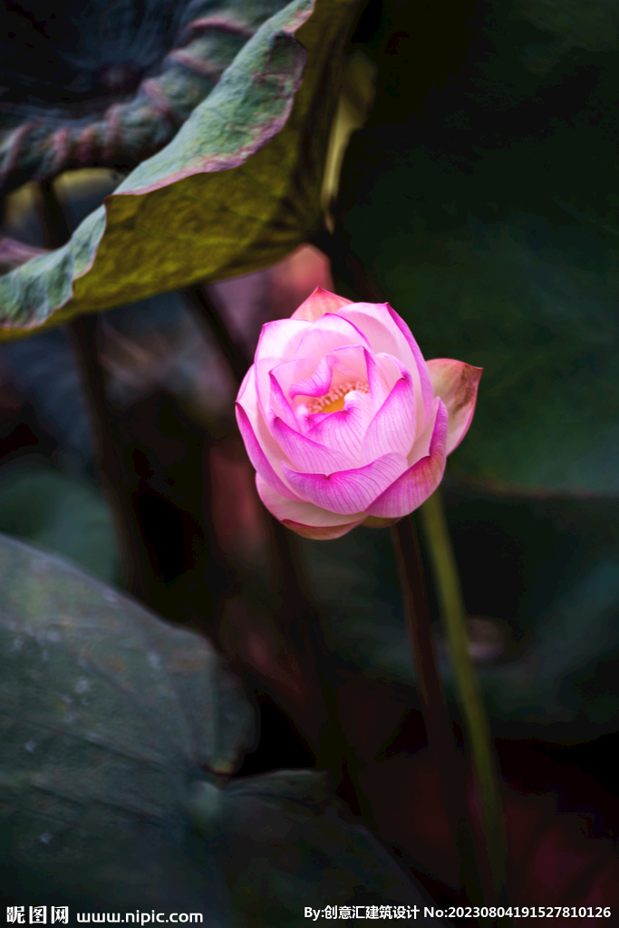 荷花