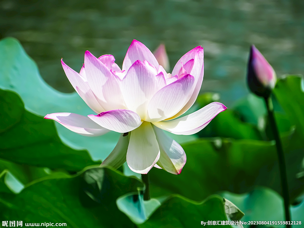 荷花