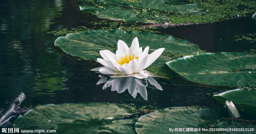 荷花