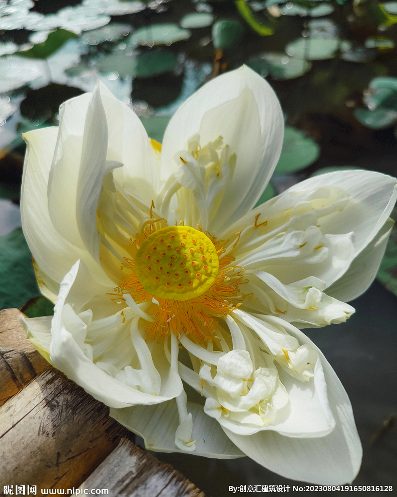 荷花