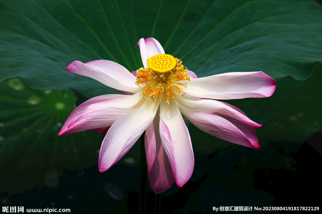 荷花