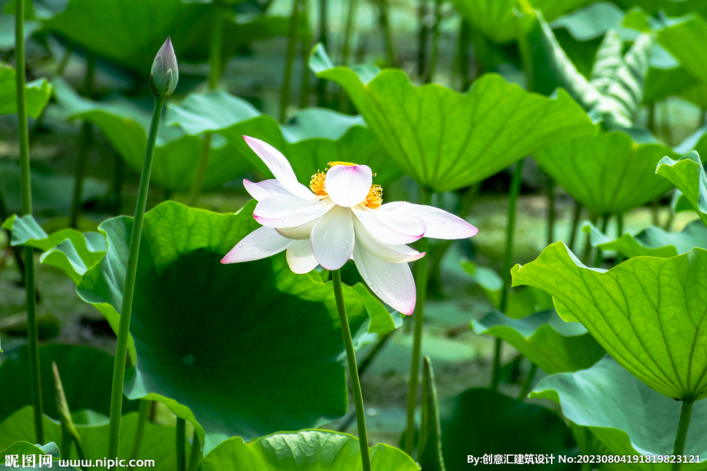 荷花