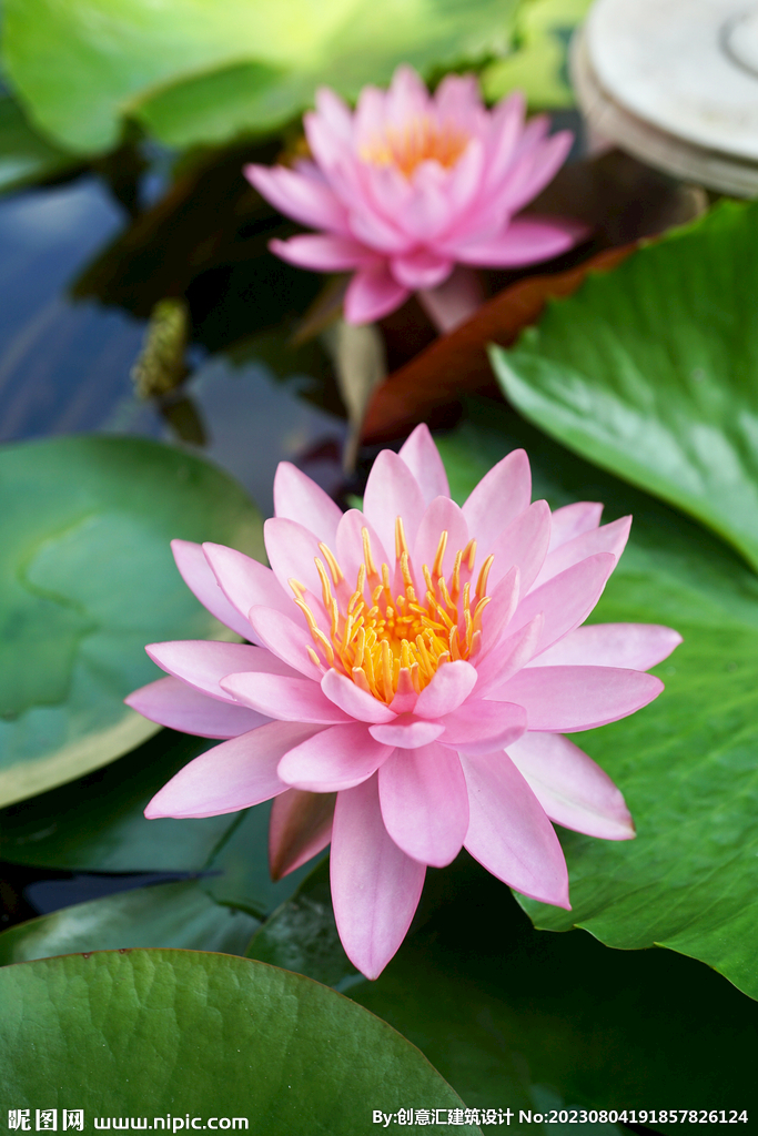 荷花