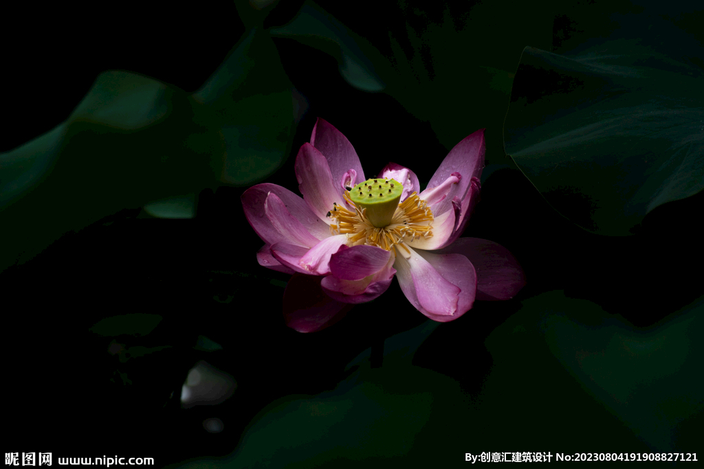 荷花