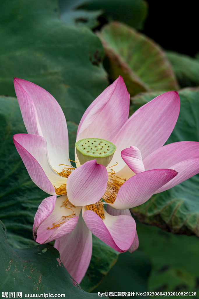 荷花