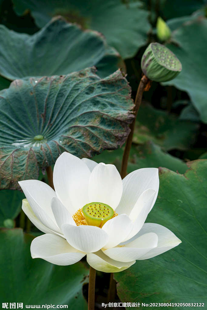 荷花