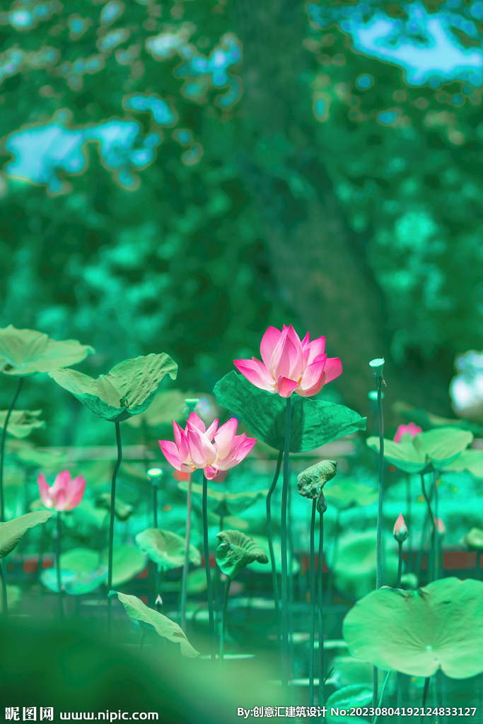 荷花