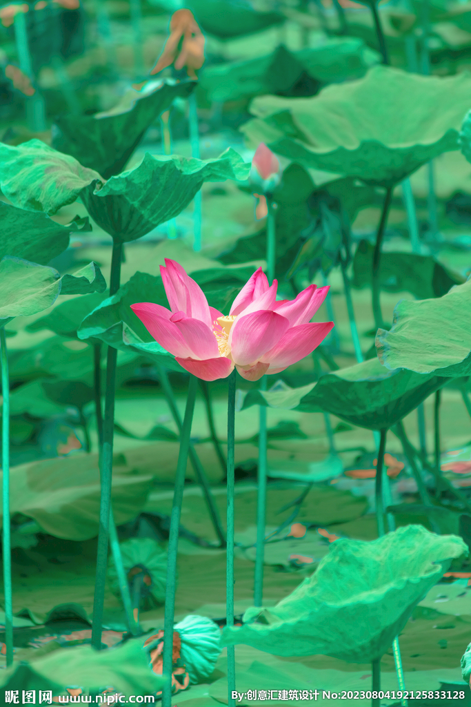 荷花