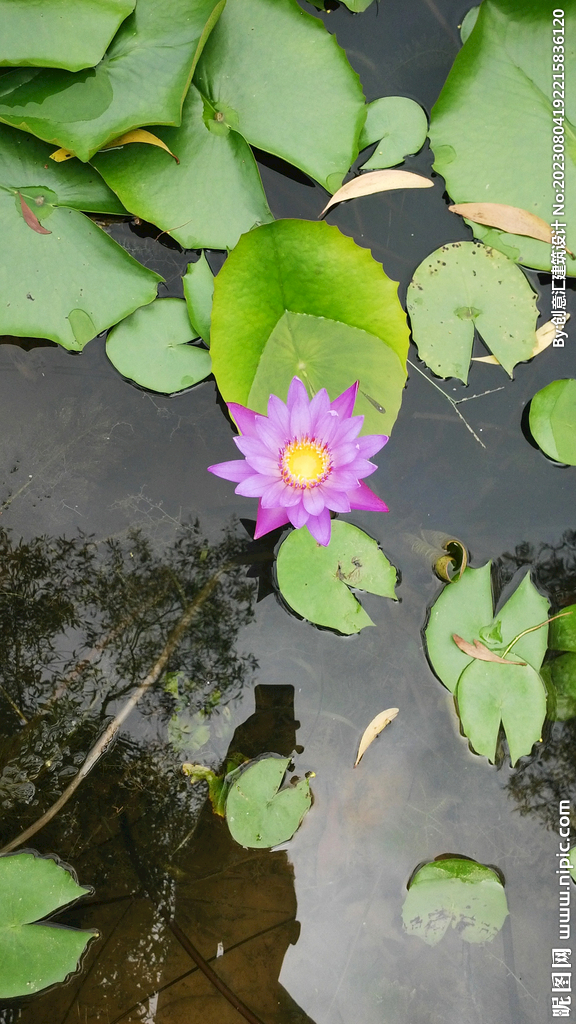 荷花