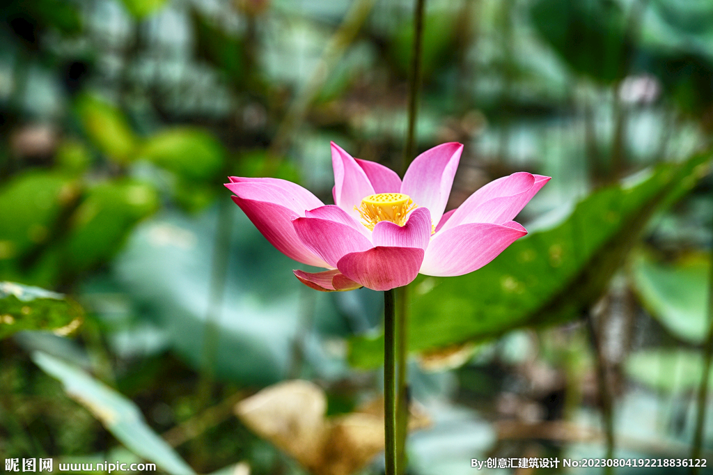 荷花