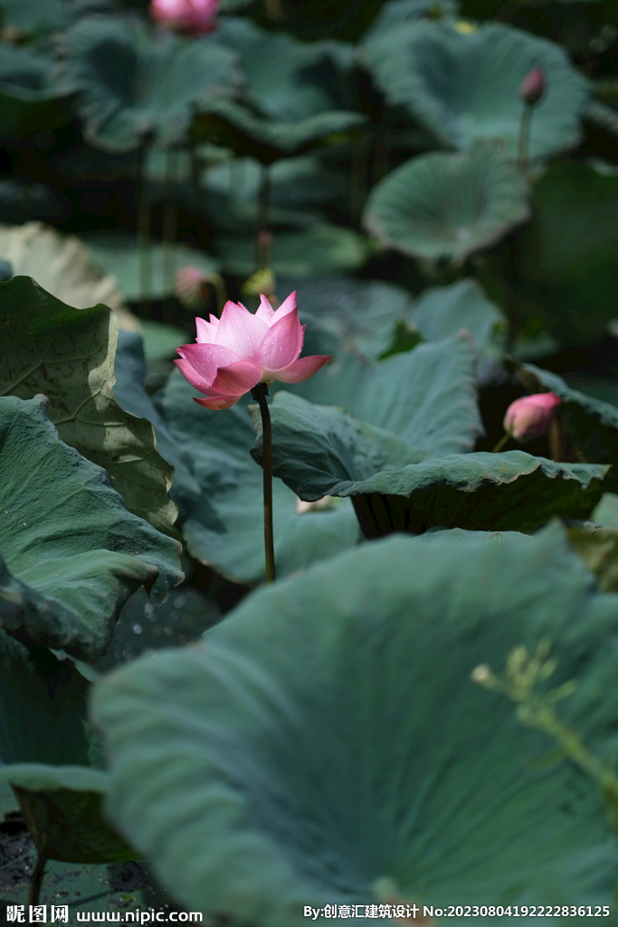 荷花
