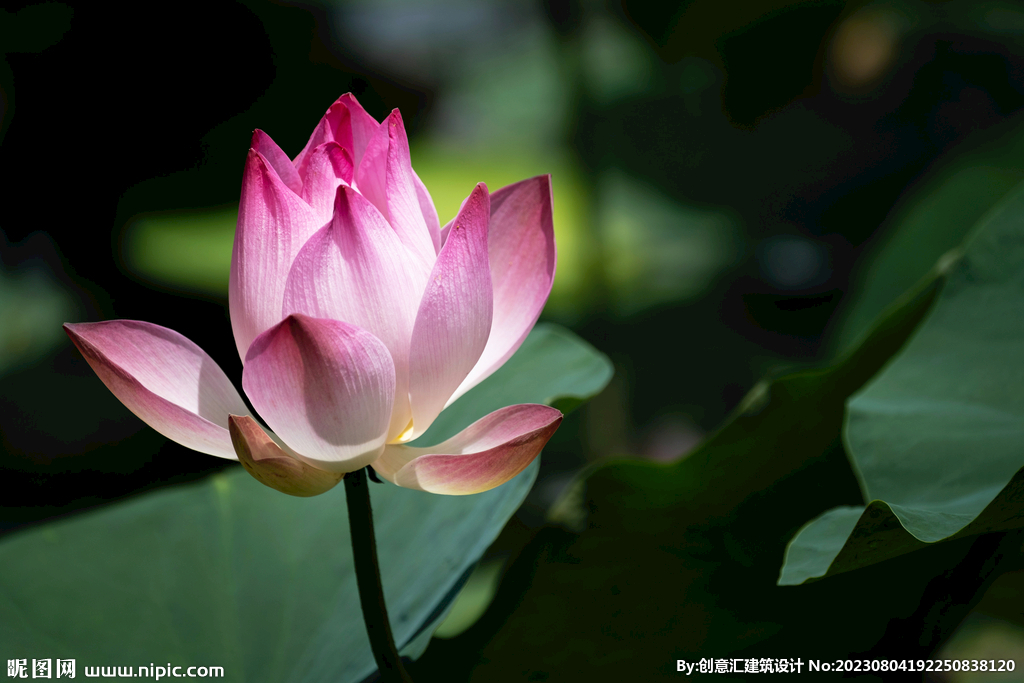 荷花