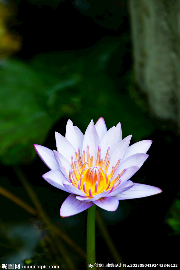 荷花