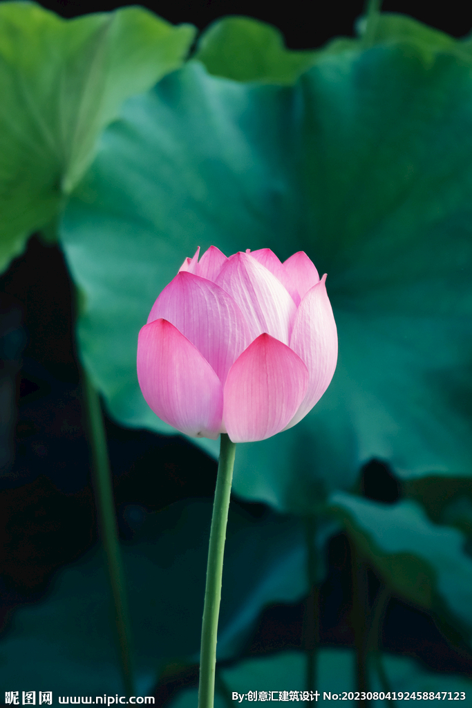 荷花