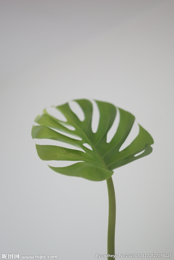 龟背竹