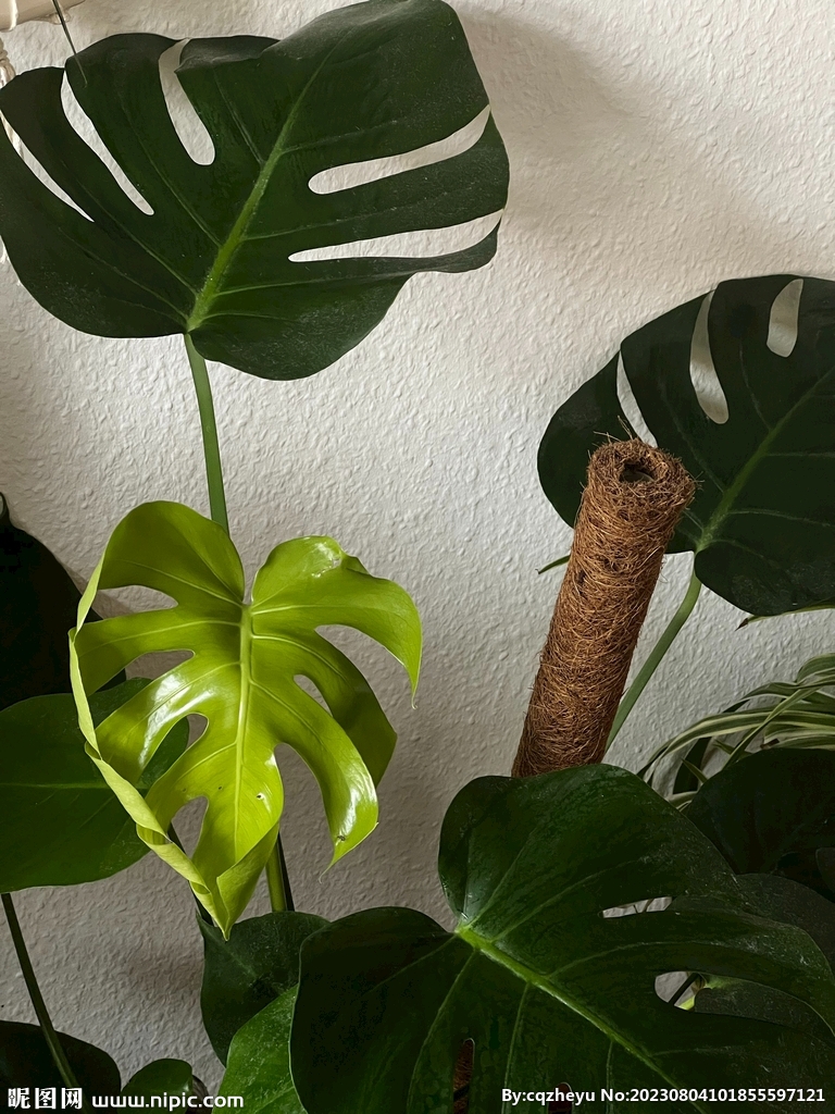 龟背竹