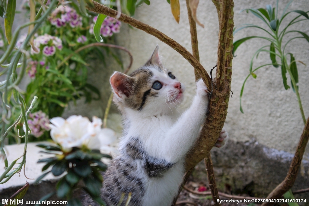 猫