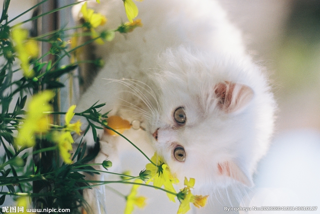 猫