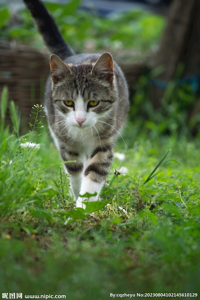 猫