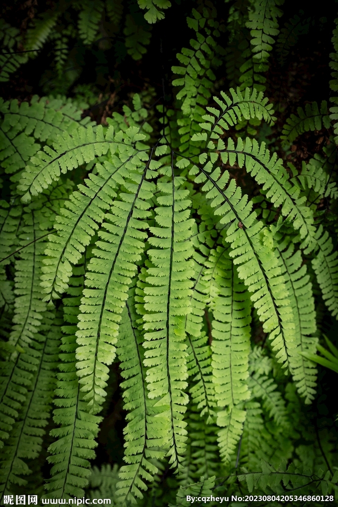 蕨类植物