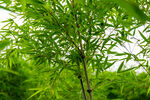 筇竹