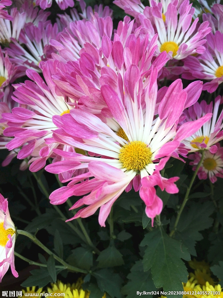 菊花