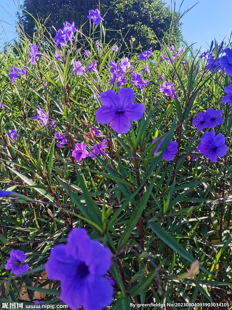 路边的紫花