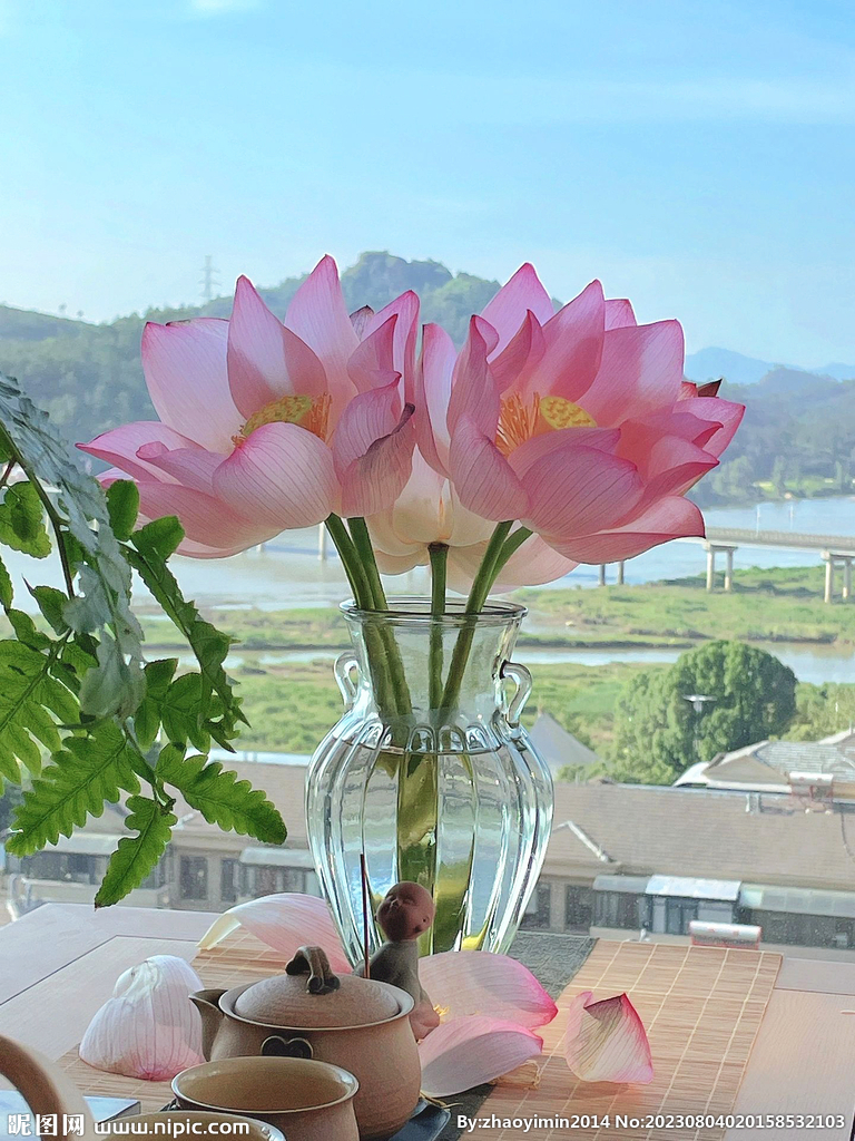 荷花