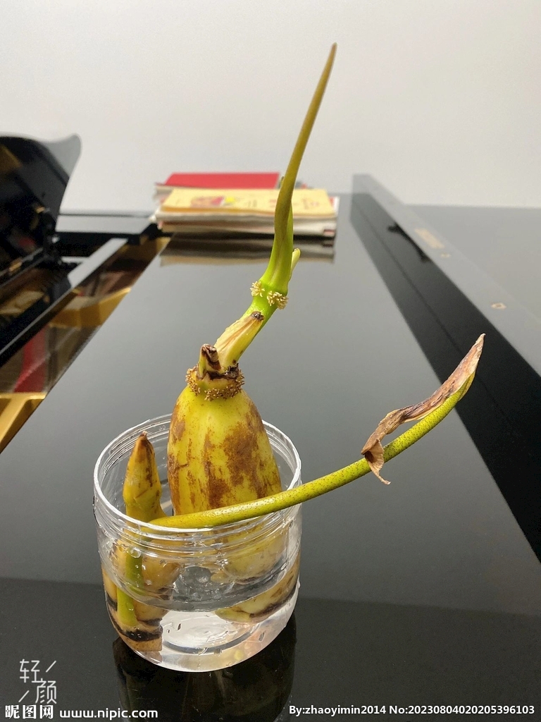 荷花水培
