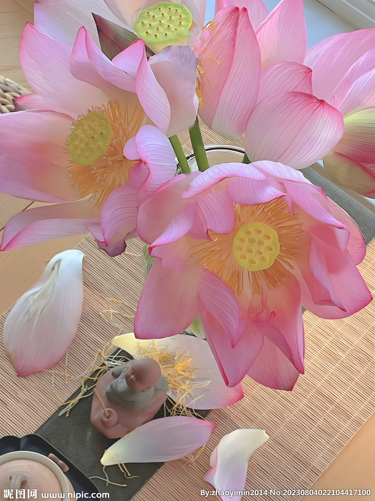 荷花