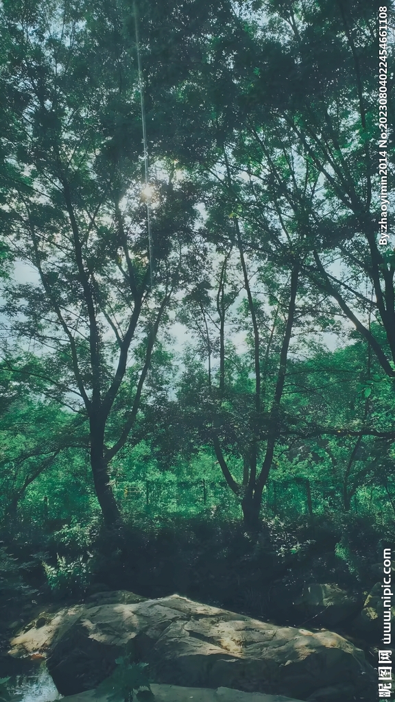 学校旁边的树木