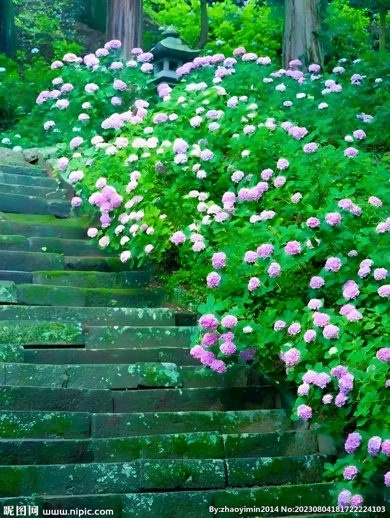台阶上的月季花